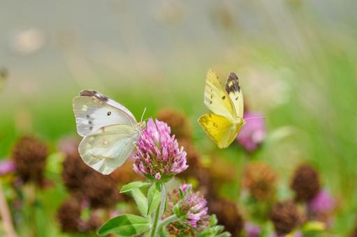 Courtship behavior of the Colias butterfly (11), JPG