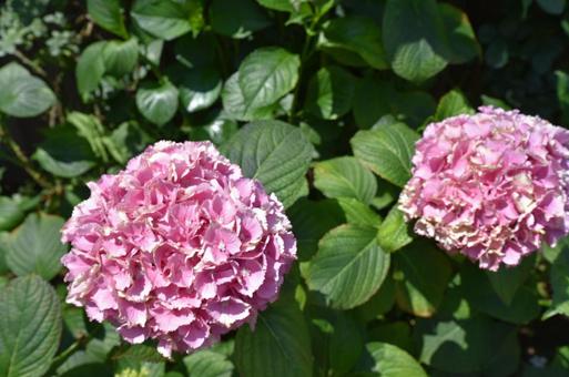 hydrangea8 hydrangea8の写真