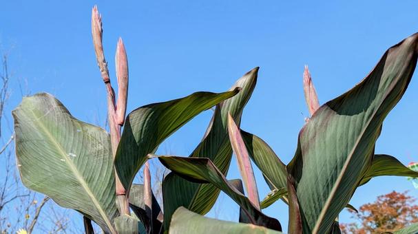南国にありそうな植物の花 南国,植物,花の写真素材