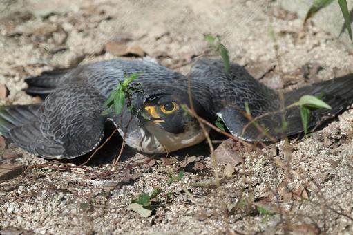 ただいま放熱中のハヤブサ ただいま放熱中のハヤブサの写真