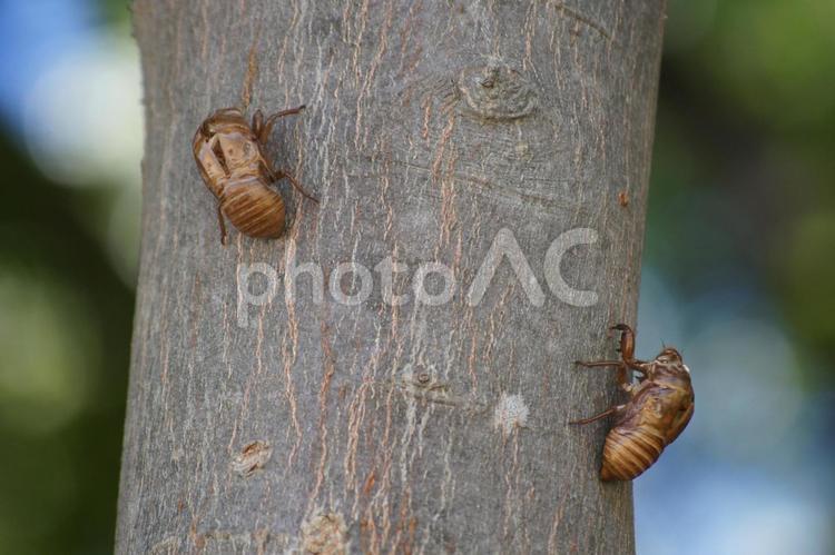 木に残る抜け殻 セミ,虫,昆虫の写真素材