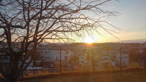 夕日と枝の写真