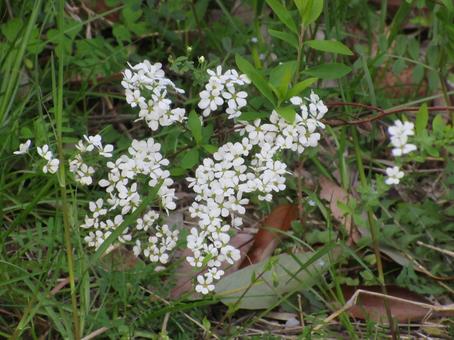 Spiraea, JPG Spiraea, JPG