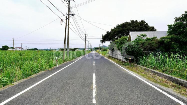 鹿児島県与論島のサトウキビ畑の一本道 一本道,サトウキビ,畑の写真素材