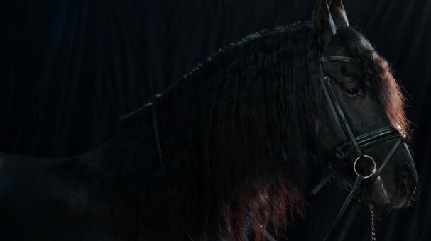 格好いい黒い馬の横顔　アップの写真