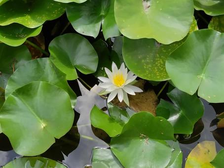 whitewaterlily whitewaterlily スイレン,睡蓮の花,可憐の写真素材