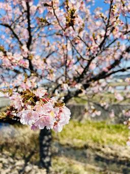 桜 桜の写真