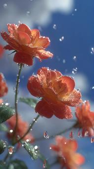 可憐なピーチ色のバラの花 可憐なピーチ色のバラの花の写真