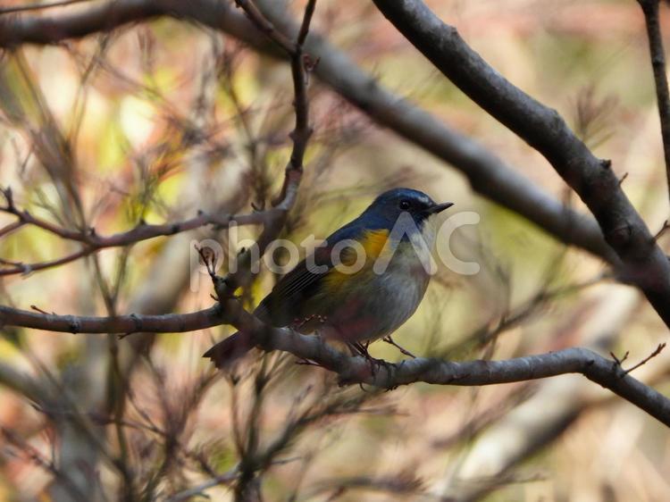 木の枝にとまるルリビタキ2 ルリビタキ,鳥,野鳥の写真素材