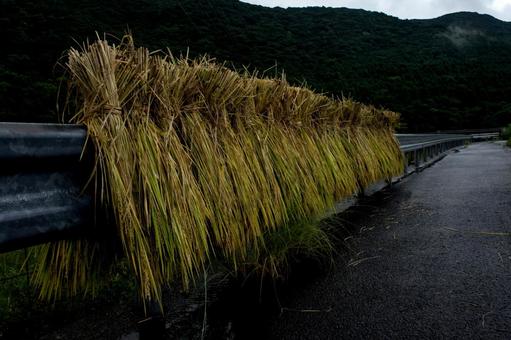 <素材>雨に降られた天然乾燥の天日干し米 <素材>雨に降られた天然乾燥の天日干し米 米,稲,収穫の写真素材