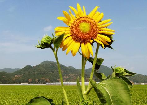 ひまわり ひまわり ひまわり,鮮やか,ヒマワリの写真素材