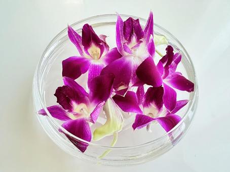 デンファレ 飾蘭花 デンファレ 飾蘭花 デンファレ,飾蘭花,パープルの写真素材