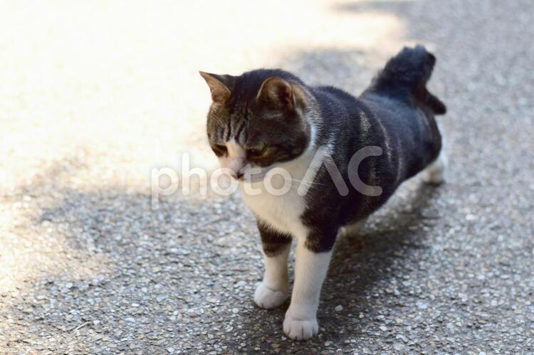アスファルトの猫 かわいい,ねこ,のびの写真素材