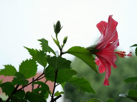 ハイビスカス ハイビスカス ハイビスカス,花,フラワーの写真素材