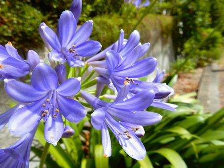 Photo, agapanthus, purple clam, blue, 