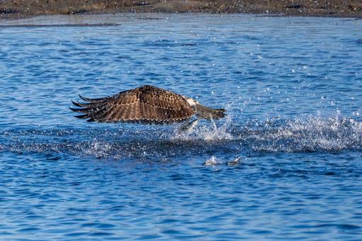 ミサゴ(94)の写真