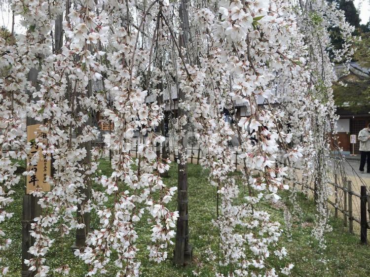 足羽山公園の満開のしだれ桜の花びら 桜,しだれ桜,巨大の写真素材