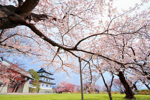 Cherry blossoms at Matsumae Castle, JPG Cherry blossoms at Matsumae Castle, JPG