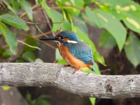 いつものウバメカシの枝にとまるカワセミ カワセミ,鳥,鳥類の写真素材