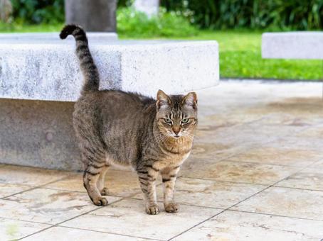 のんびり過ごす猫 猫,地域猫,動物の写真素材