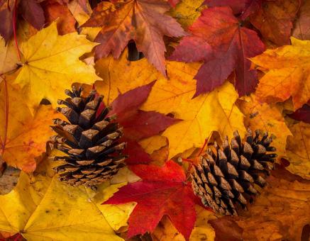 紅葉と松ぼっくり 秋素材 紅葉と松ぼっくり 秋素材の写真