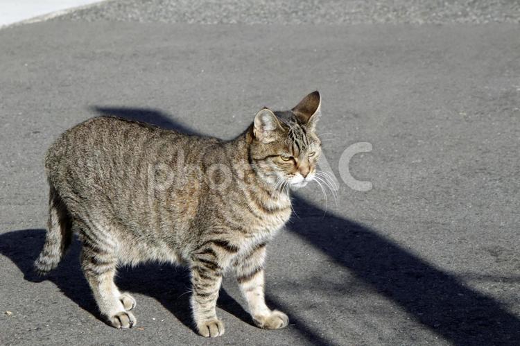 どこに行こうか迷っているお母さん4 ネコ,ねこ,猫の写真素材