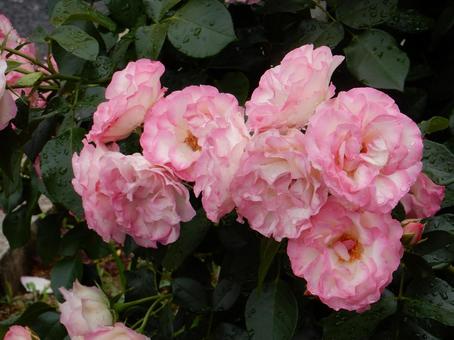 【薔薇の写真】バラの花 【薔薇の写真】バラの花の写真