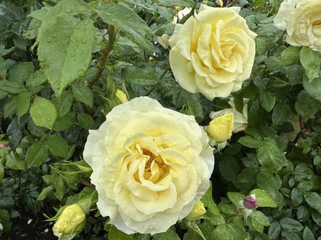 薄黄色の薔薇 薄黄色の薔薇 薔薇,バラ,ばらの写真素材