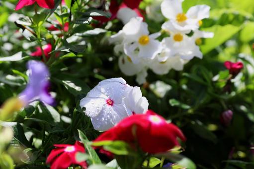 秋に咲く花壇 秋に咲く花壇の写真