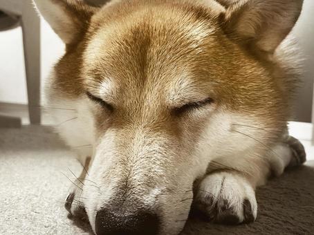 柴犬 寝顔 柴犬 寝顔の写真