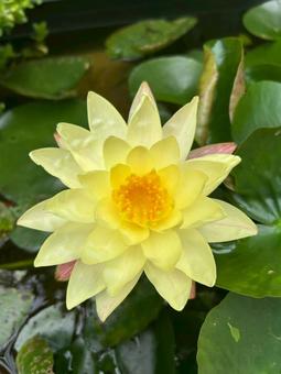 Water Lily, JPG Water Lily, JPG