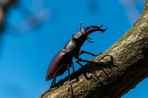 青空の下で木に登るクワガタ 青空の下で木に登るクワガタの写真