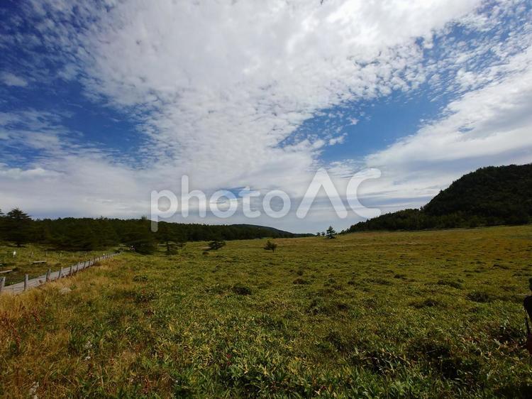湿地帯の風景 湿地帯,散策路,風景の写真素材