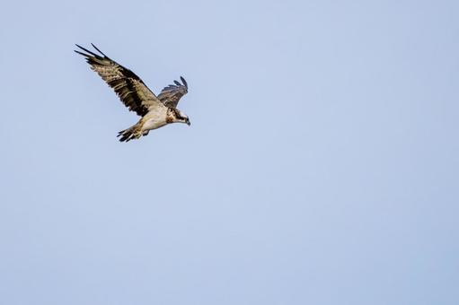 ミサゴ(106)の写真