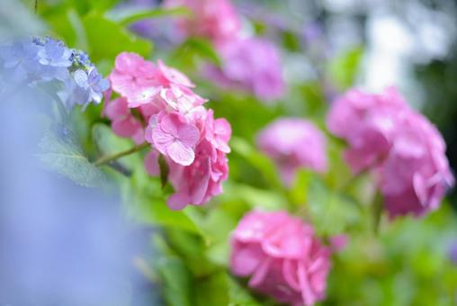 雨に濡れるピンクの紫陽花 雨に濡れるピンクの紫陽花の写真