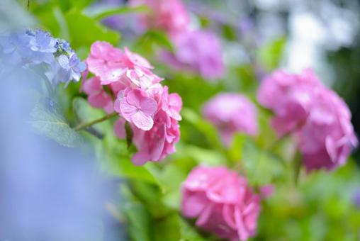 Pink hydrangea getting wet in the rain, JPG