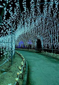 光の道 光の道の写真