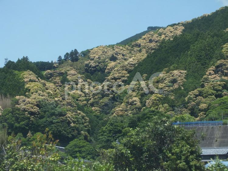 春の山　安倍川上流　椎の木の花盛り 山,春,椎の木の写真素材