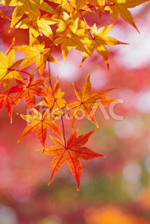 紅葉　モミジ　秋　木漏れ日　 紅葉,モミジ,秋の写真素材