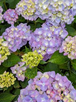 紫陽花 紫陽花,花,花木の写真素材