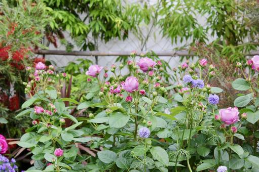 ピンクの薔薇の花畑 ピンクの薔薇の花畑の写真