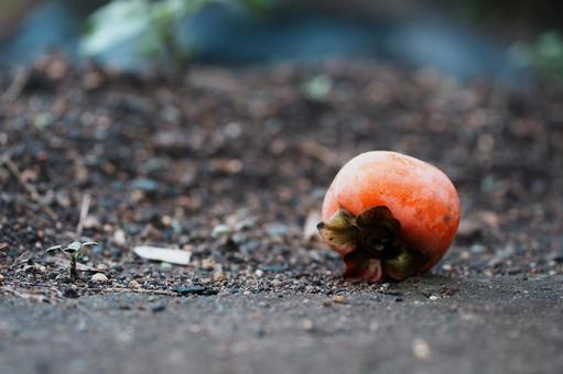 柿 落柿,柿,柿の木の写真素材