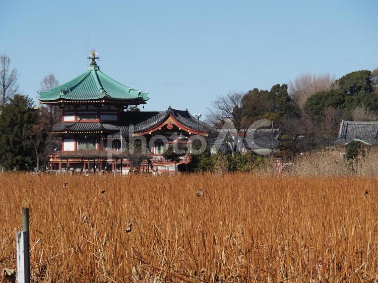 上野恩賜公園の風景 上野恩賜公園,辯天堂,公園の写真素材
