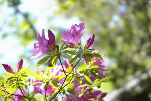 花 花の写真
