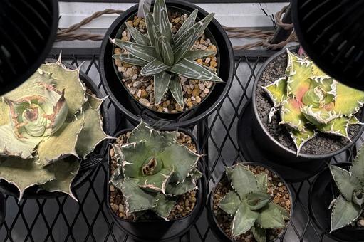 植物シリーズ 植物シリーズ アガベ,アガベコレクション,観葉植物の写真素材