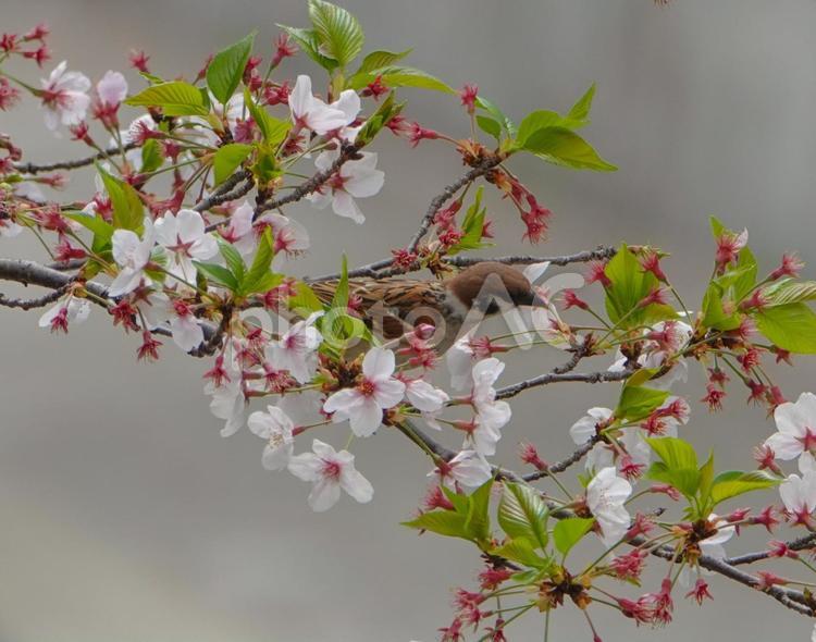 スズメと桜 スズメ,桜,川の写真素材