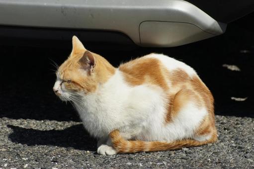 ねこ ねこの写真