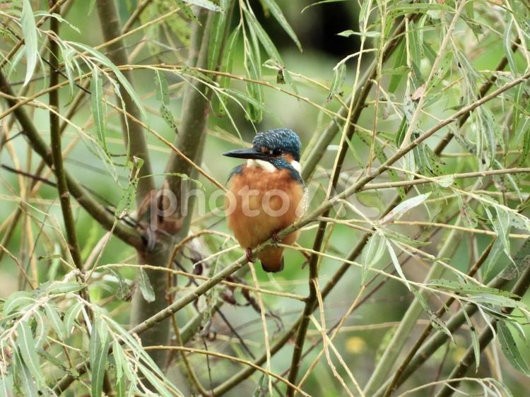 枝の上から魚を狙うカワセミ 鳥,野鳥,カワセミの写真素材