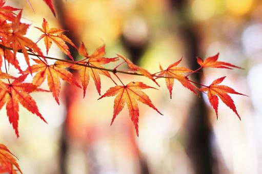 色鮮やかな秋の紅葉 色鮮やかな秋の紅葉 紅葉,秋,もみじの写真素材