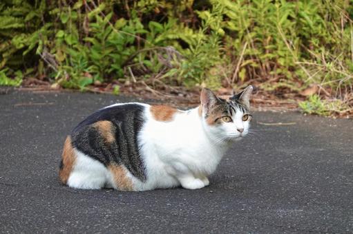 香箱座りする三毛猫 香箱座りする三毛猫 ネコ,保護猫,ニャンコの写真素材